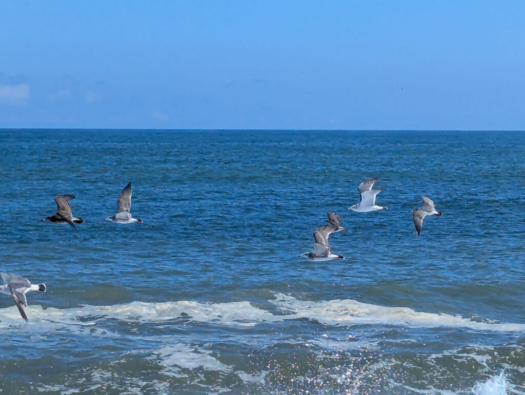 青い海の上を、波打ちぎわすれすれに飛ぶカモメの群れ