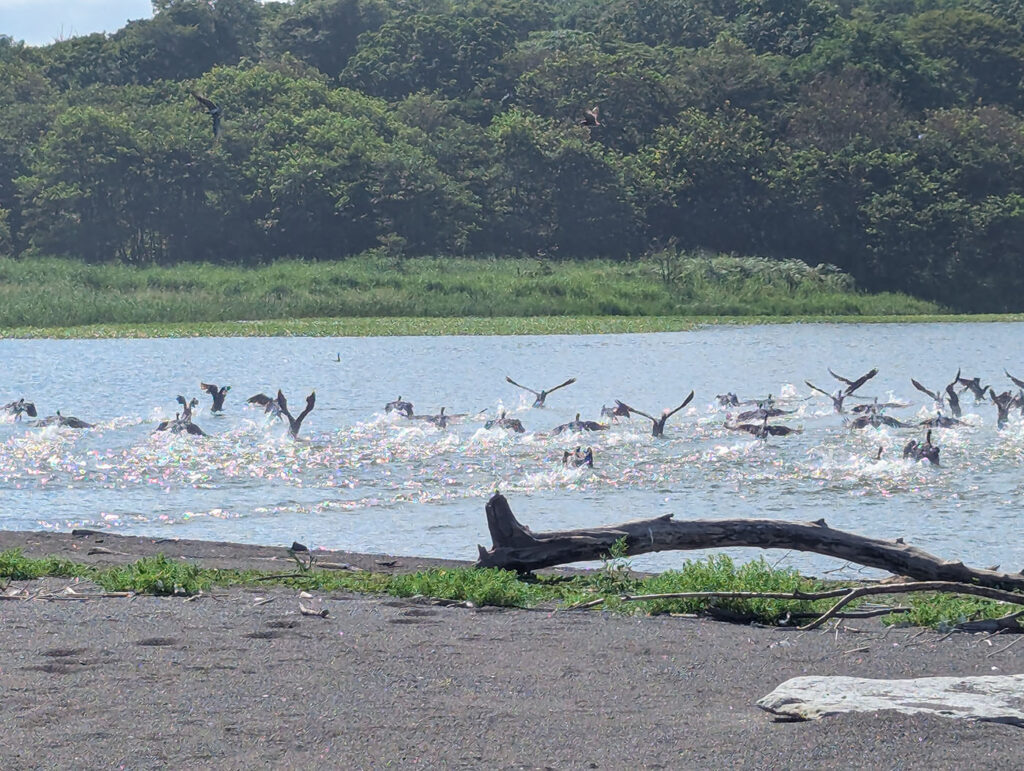 湖面を叩く羽音とともに、一斉に飛び立つ水鳥の群れ